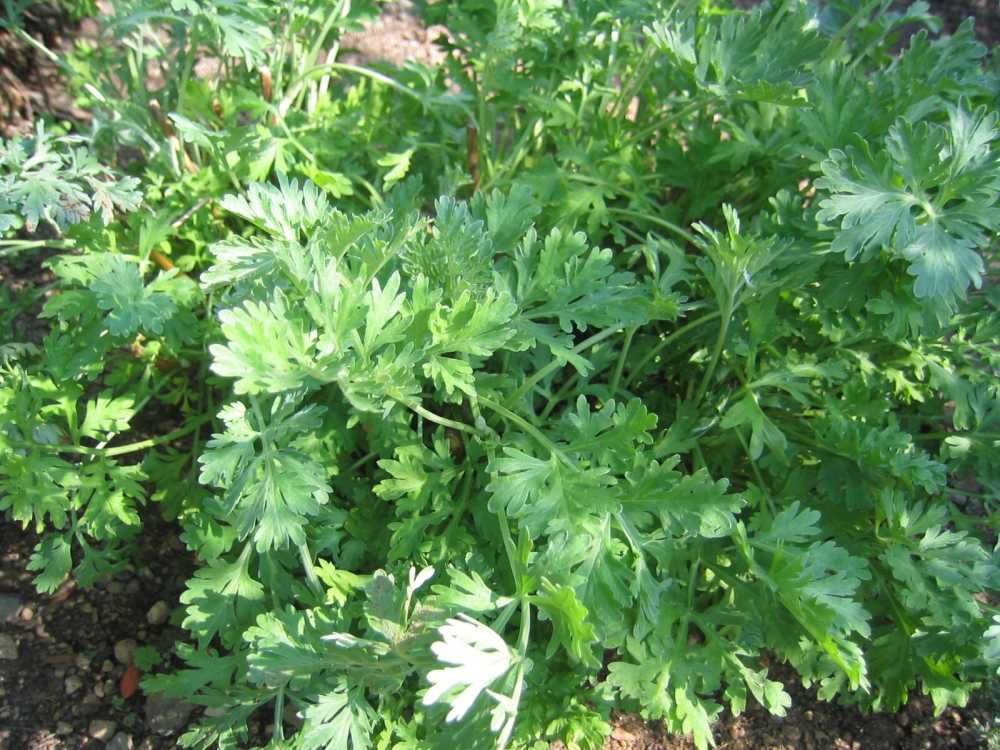 Artemisia absinthium (Absinth, Echter Wermut)
